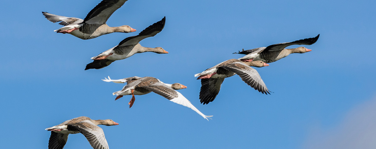 Nele Honecker, Teamentwicklung